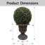 Plante de 24 po