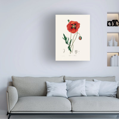 John Stephenson And Common Poppy Medical Botany Canvas Art