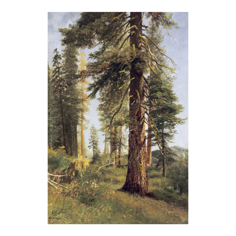 «California Redwoods» par Albert Bierstadt - Impression giclée, H 20 po x l 16 po