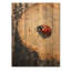 Coccinelle à la forêt sur diapositive I - Impression sur bois de coccinelle - sur bois de pin naturel-848970057