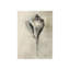 Seashell's In Neutral VI Print by Guseul Park-26938938-26938940