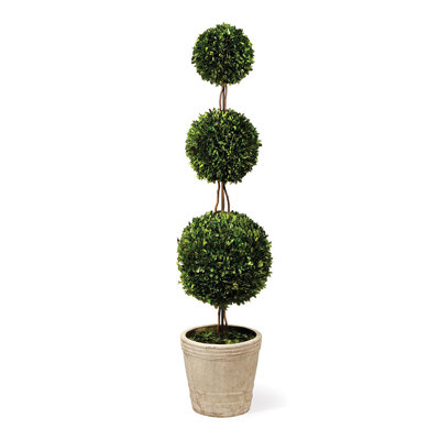 Topiaire de buis Swader en pot