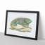 Iguana by George Shaw - Framed Print-55642042-55642043