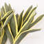 32 "branche de feuille de fer artificielle brésilienne pour le remplissage de vase, Bouquet en vrac de long feuillage de ferme pour les décorations de table de centre de table de bureau à domicile