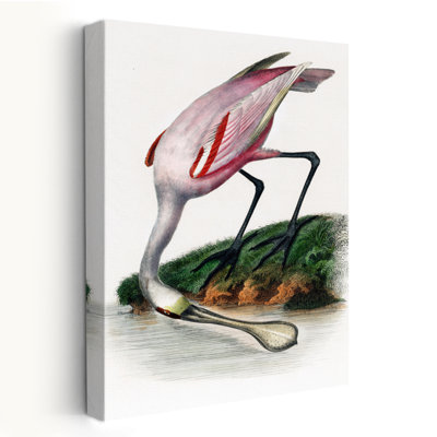 Spatule - animaux, oiseaux, art