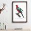 Australian King Parrot by F. Levaillant - Framed Print-55456970-55456971