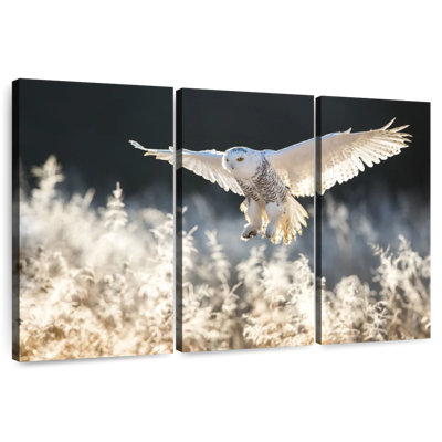 Chasse au hibou des neiges