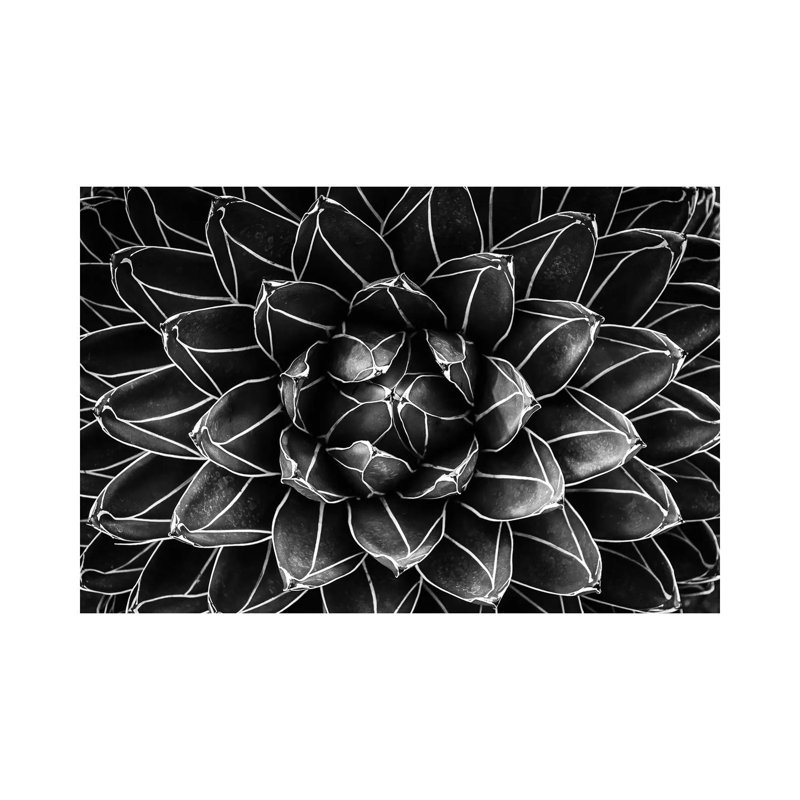 Natural Math by Monica Valentina Patrascoiu - Wrapped Canvas Gallery-Wrapped Canvas Giclée, 20.32cm H x 30.48cm W