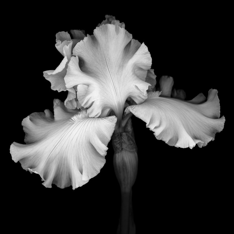 Iris blanc monochrome isolé sur un fond noir par Ogpoto, H 20 po x l 20 po