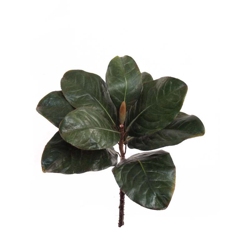 Magnolia