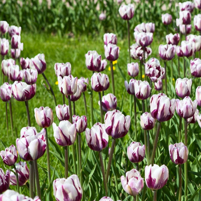 Blueberry Swirl Tulips - Purple & White Flowers - 10 Bulbs - Attracts Butterflies, Bees & Hummingbirds