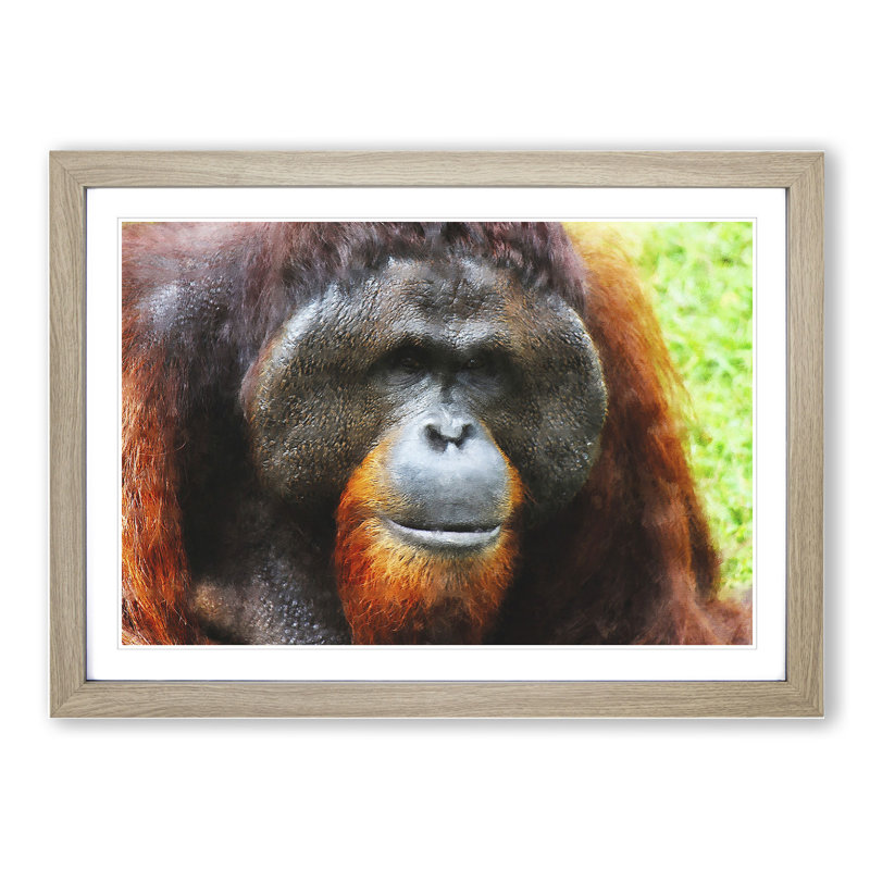 Orangutan Monkey Vol.1 - Framed Print, 27cm H x 36cm W x 2cm D, Oak Framed