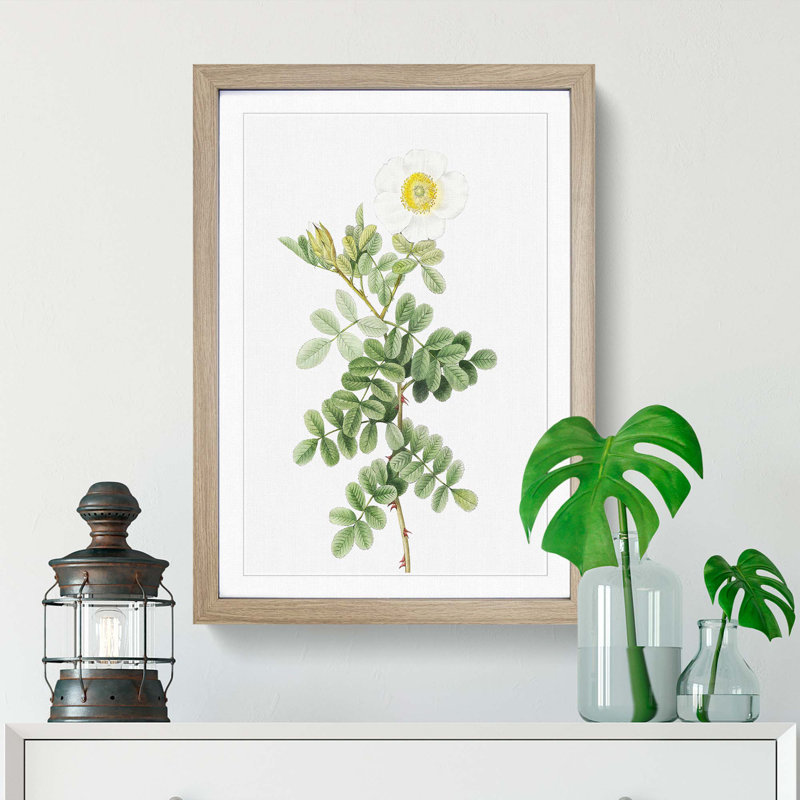 Macartney Rose in White by Pierre-Joseph Redoute - Framed Print, 48cm H x 36cm W x 2cm D, Oak Framed