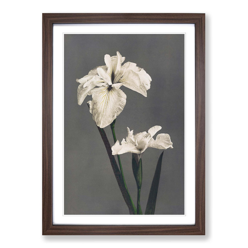 White Iris Flower by Kazumasa Ogawa - Picture Frame Art Prints, Walnut Framed, 48cm H x 36cm W x 2cm D