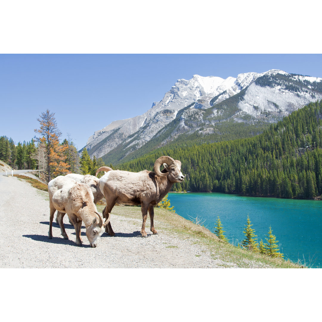 Leinwandbild Mountain Bighorn Sheep am Minnewanka-See Kanadische Rockies Alberta