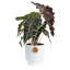 Elephant Ear in Ceramic Planter