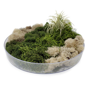 Plastic / Acrylic Tray
