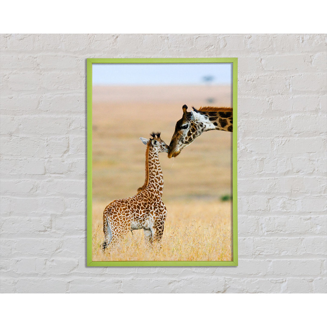 Baby Giraffe Love - Einzelner Bilderrahmen Kunstdrucke