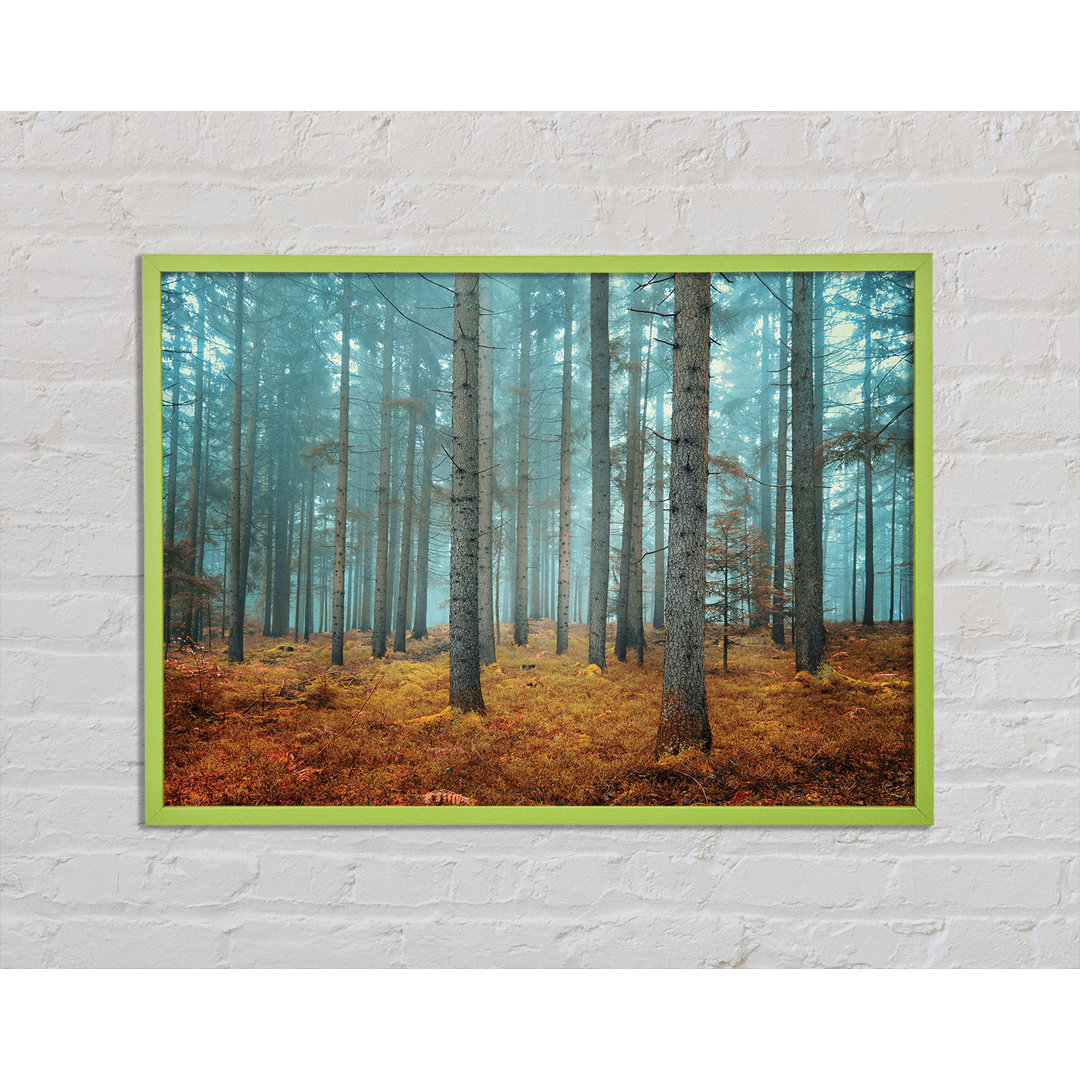 Pownall Misty Forest Glow - Einzelner Bilderrahmen Kunstdrucke