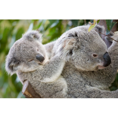 «Baby and Mother Koala» par Turnervisual