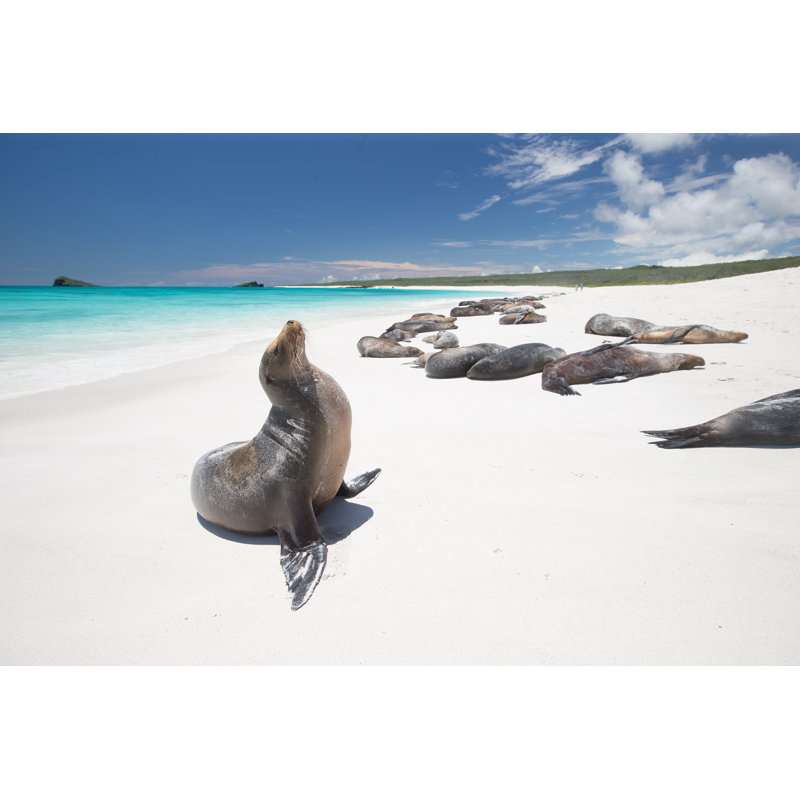 Galapagos Sea Lion 1 Piece Wrapped Canvas Wall Art, 61cm H x 91cm W