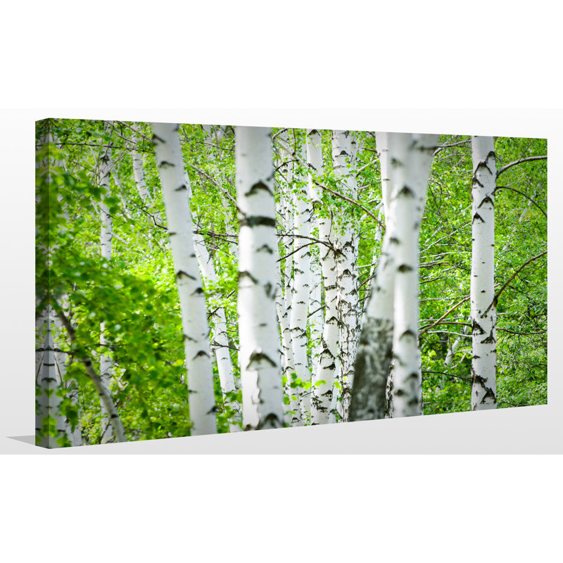Birch Trees I - Reproduction de photo sur toile tendue, H 28 po x l 48 po x P 1,5 po