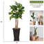81'' Faux Palm Tree in Fiberstone Vase