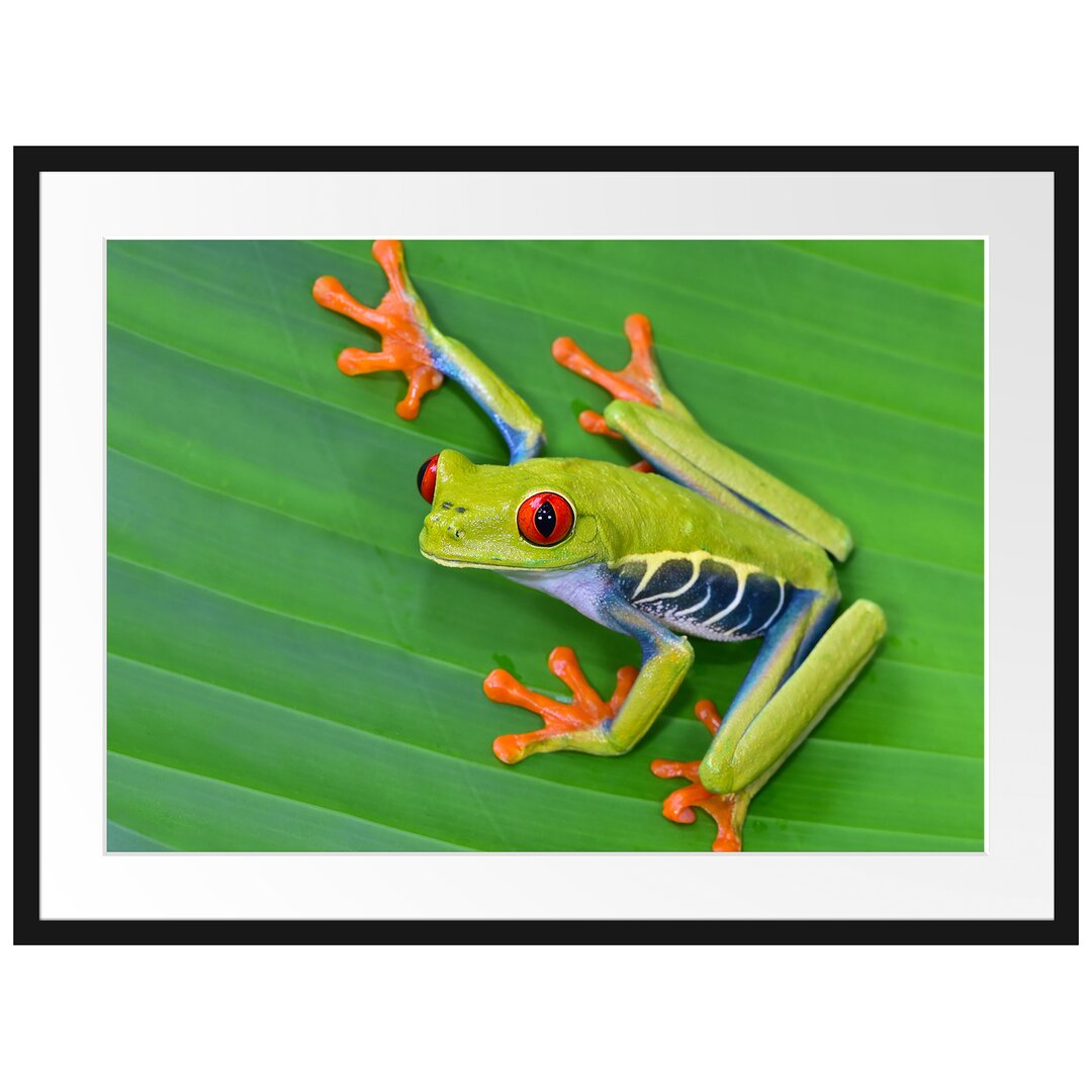 Gerahmtes Poster Kleiner grüner Frosch auf Blatt