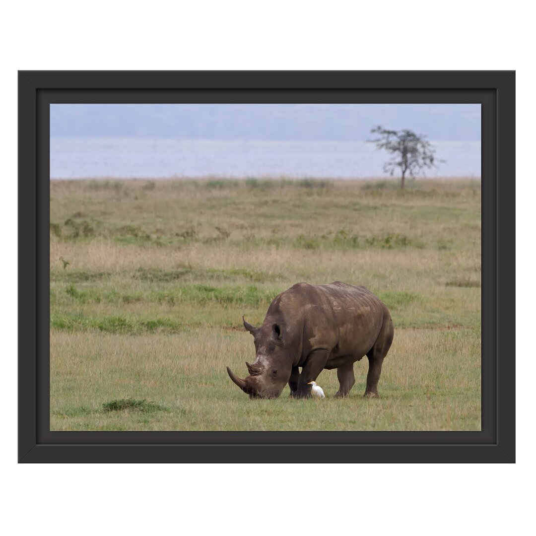 Gerahmtes Wandbild großes Nashorn beim Fressen