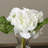 Hydrangea Arrangement in Vase