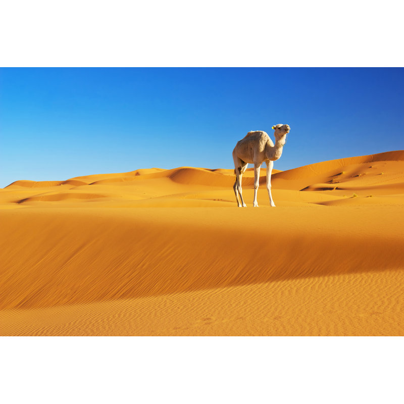 Camel In Desert by Jahmaica - Wrapped Canvas Print, 51cm H x 76cm W