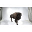 Bison de grande taille