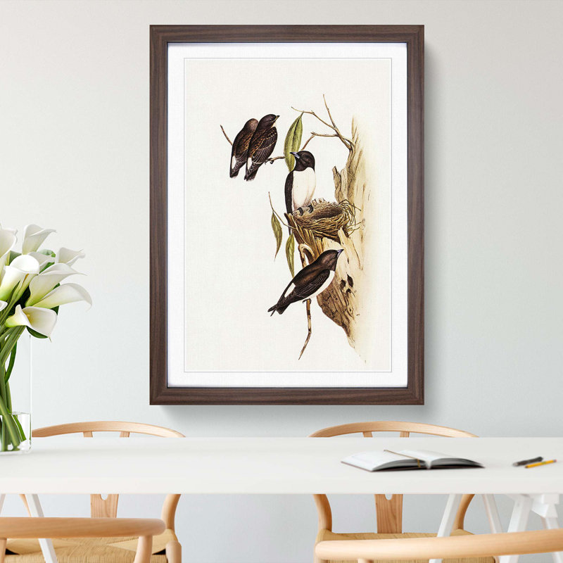 White-Rumped Woodswallows by Elizabeth Gould - Framed Print, 48cm H x 36cm W x 2cm D, Walnut Framed