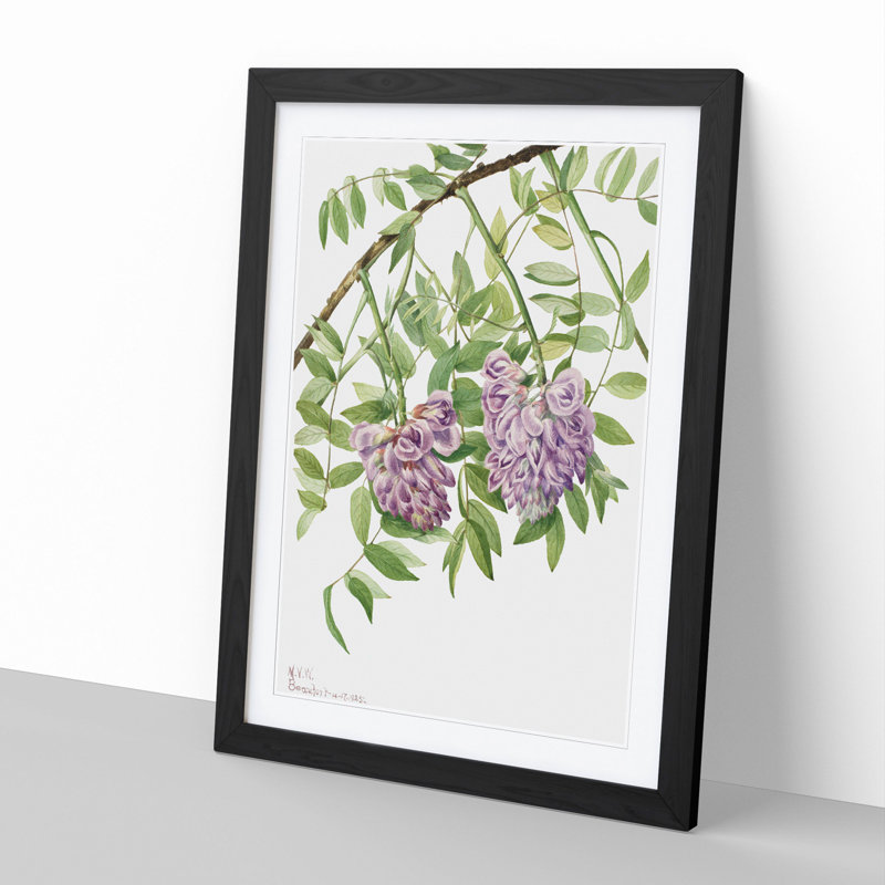 American Wisteria by Mary Vaux Walcott - Picture Frame Graphic Art, Black Framed, 36cm H x 27cm W x 2cm D