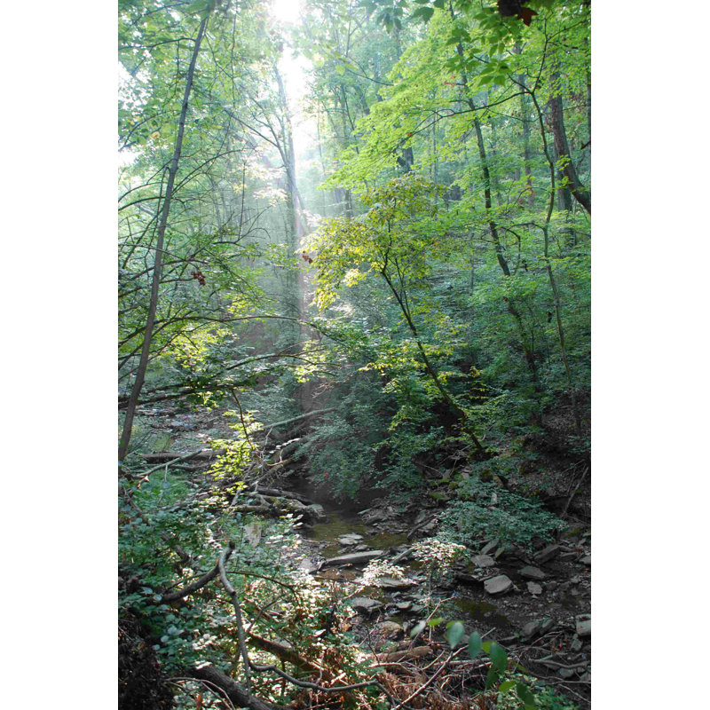 Photographie de chemin forestier 1, H 18 po x l 12 po