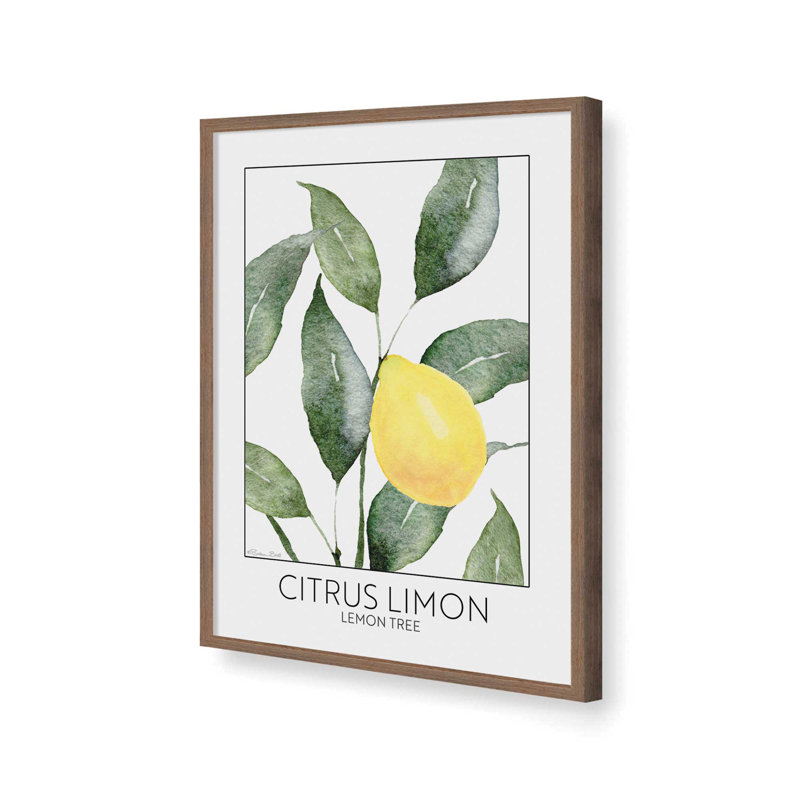 «Lemon Tree» par Susan Ball, reproduction d'art, L 24 po x H 32 po, Brun, Impression encadrée