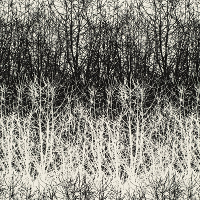 Tissu de bouleaux