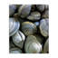  Art maritime sur toile de palourdes par Graffi * Tee-1767179688