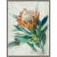 "Protea" par Danhui nai, reproduction d’art sur toile encadrée