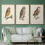French Owls I - ensemble de 3 reproductions sur toile-91886996-91886997