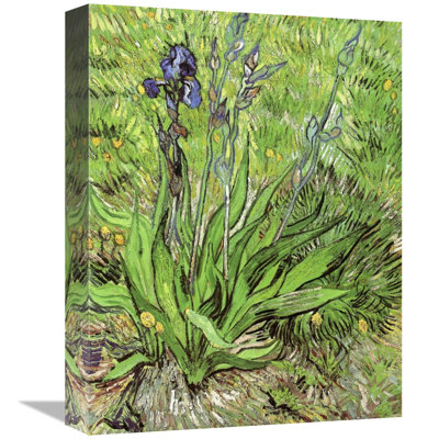 The Iris by Vincent Van Gogh - Wrapped Canvas Print