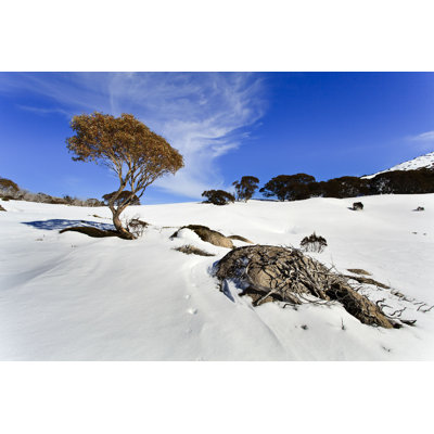 Snow Gum Tree Roots - Photographie sur toile tendue
