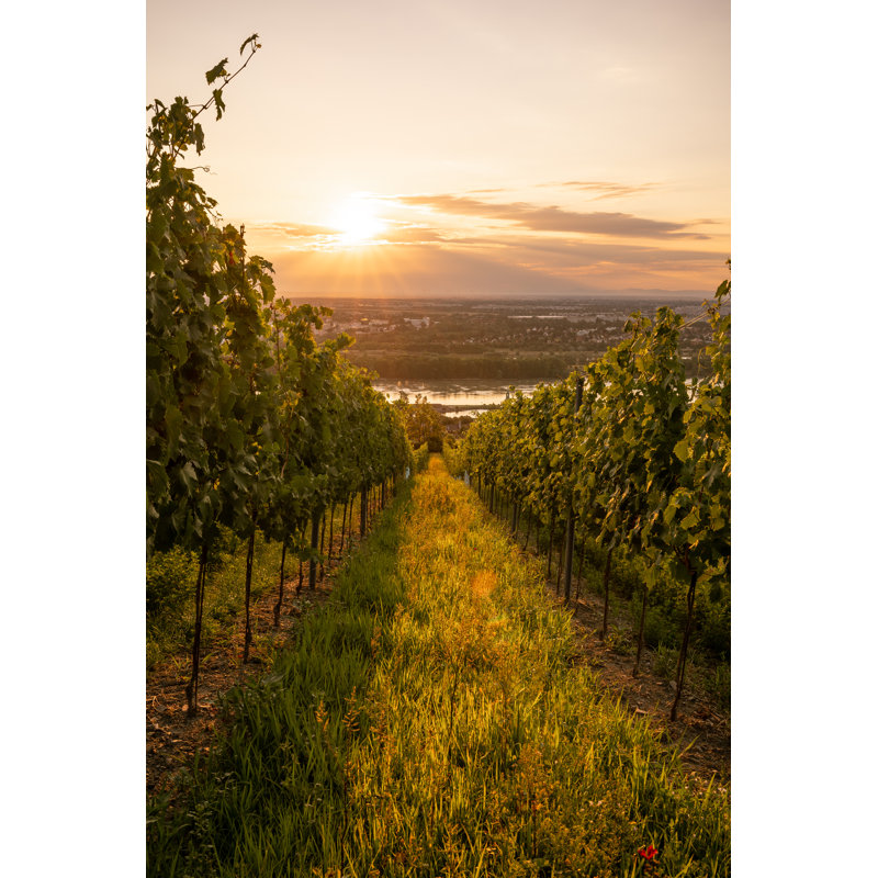 Sunrise At Vineyard by Michael Wapp - Wrapped Canvas Print, 46cm H x 30cm W