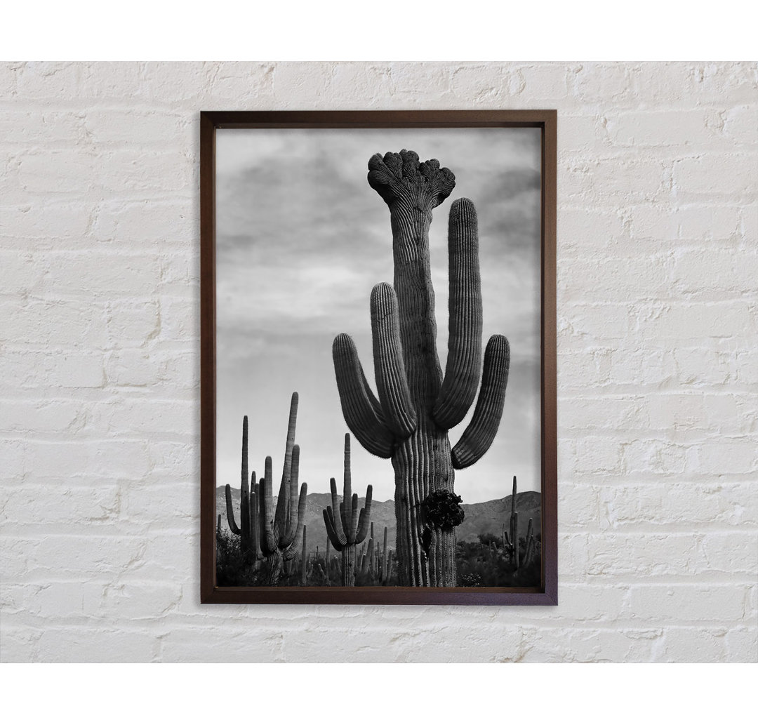 Ansel Adams Kaktus im Saguaro National Monument in Arizona B N W - Druck