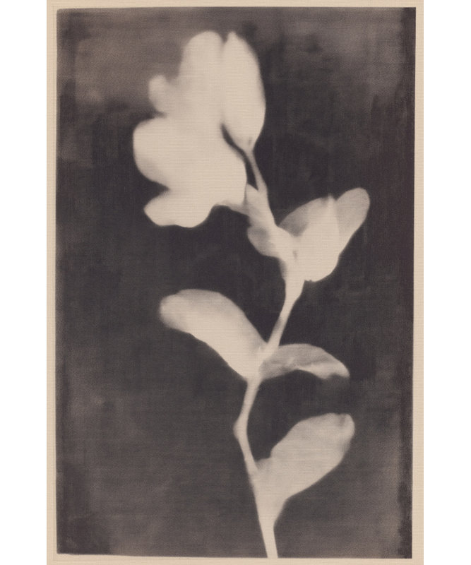 Fadedbloom Print by Other Artist, 24 × 36, Framed Canvas, Gold