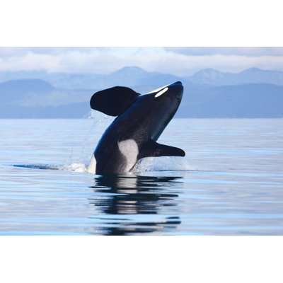 " Killer Whale Breach " by Markmalleson