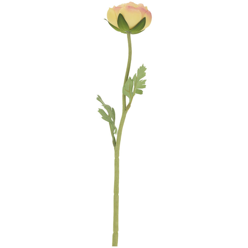 Ranunculus - 19.5 Inches Box of 12, Yellow