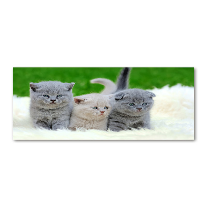 Three Cats On A Blanket - Print, Glass, 70cm H x 100cm W x 4cm D