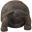 Statue de tortue Martinez-Wilson