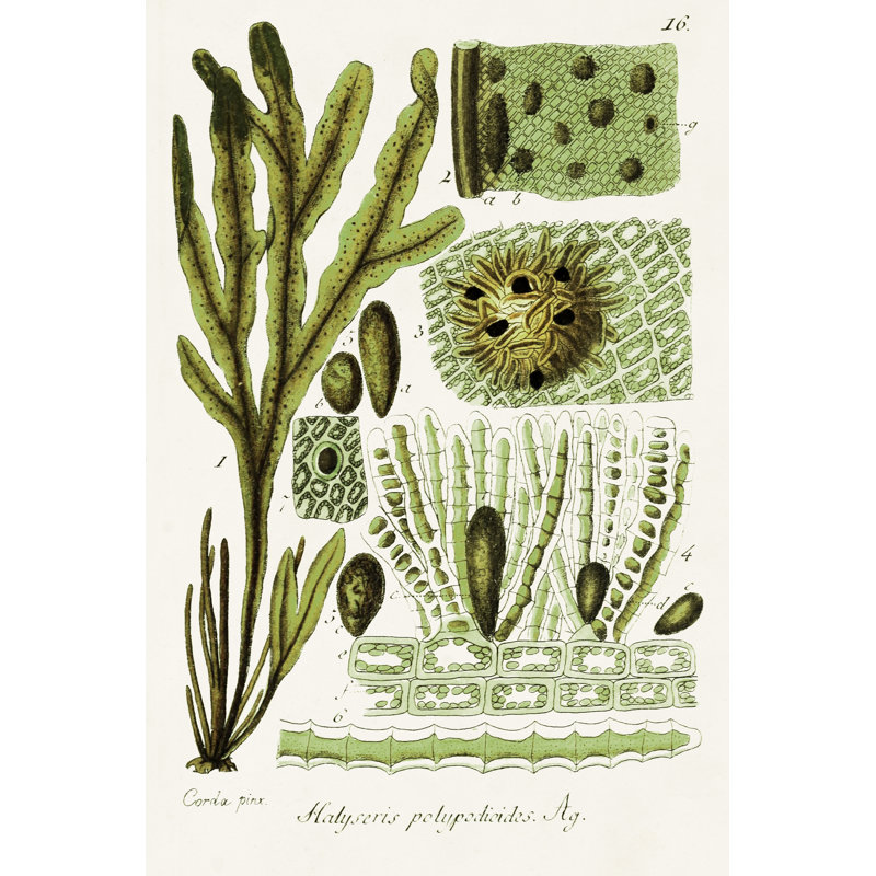 Seaweed Illustration V - Wrapped Canvas Print, 46cm H x 30cm W